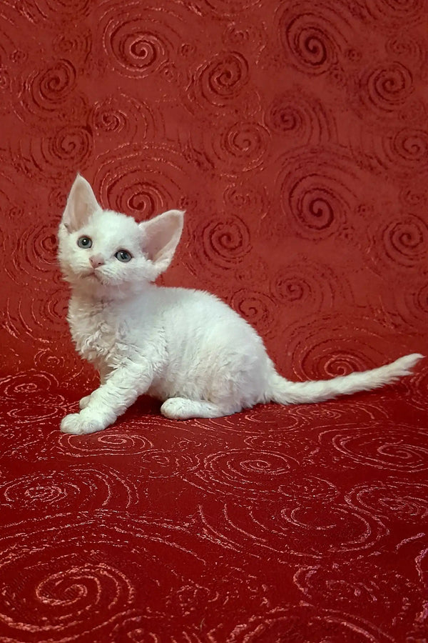 Adorable white curly-haired kitten from Carolina, the perfect Devon Rex companion