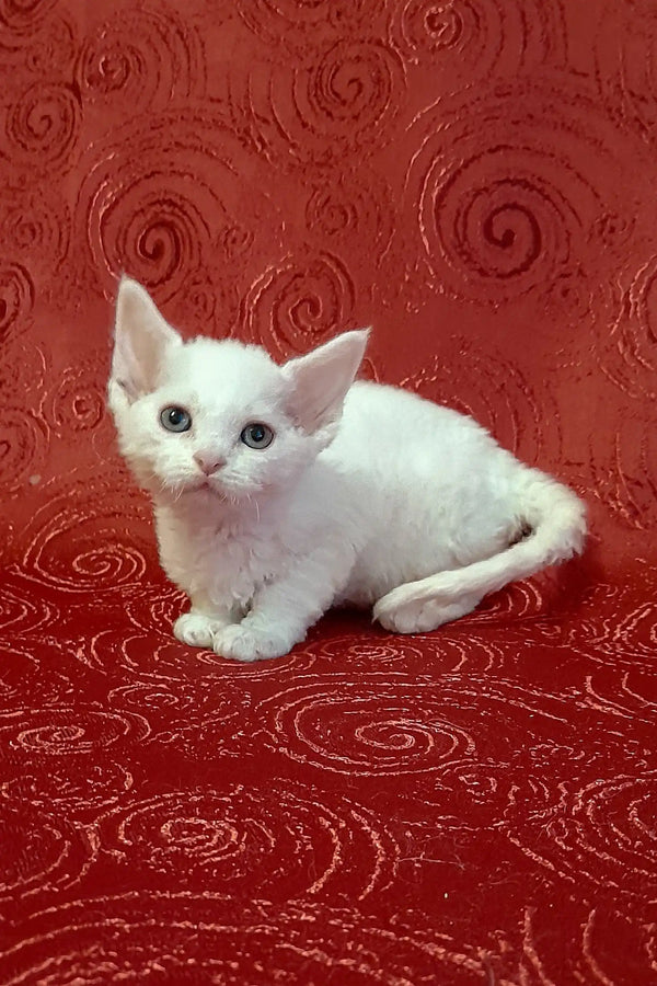 Adorable white curly-haired kitten named Carolina, a playful Devon Rex friend