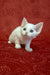 Adorable white curly-haired kitten with blue eyes, perfect for Carolina | Devon Rex Kitten