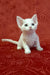 Adorable white curly-haired kitten named Carolina from the Devon Rex breed