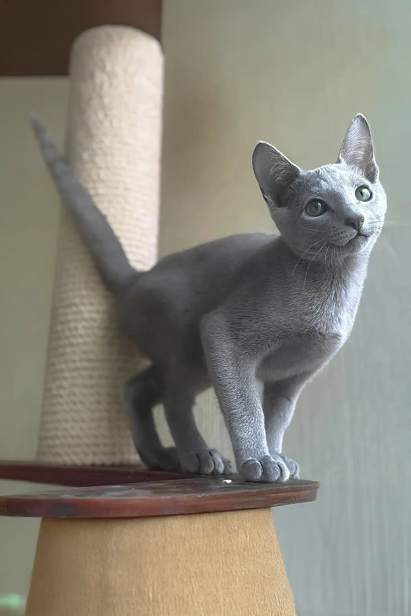 Caron | russian blue kitten
