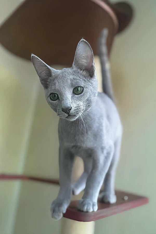 Caron | russian blue kitten