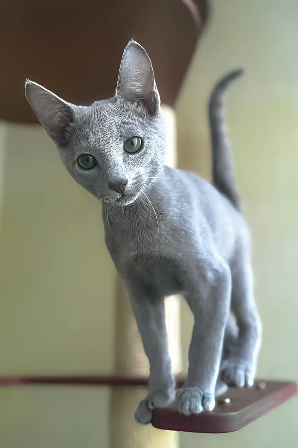 Caron | russian blue kitten