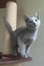 Caron | russian blue kitten