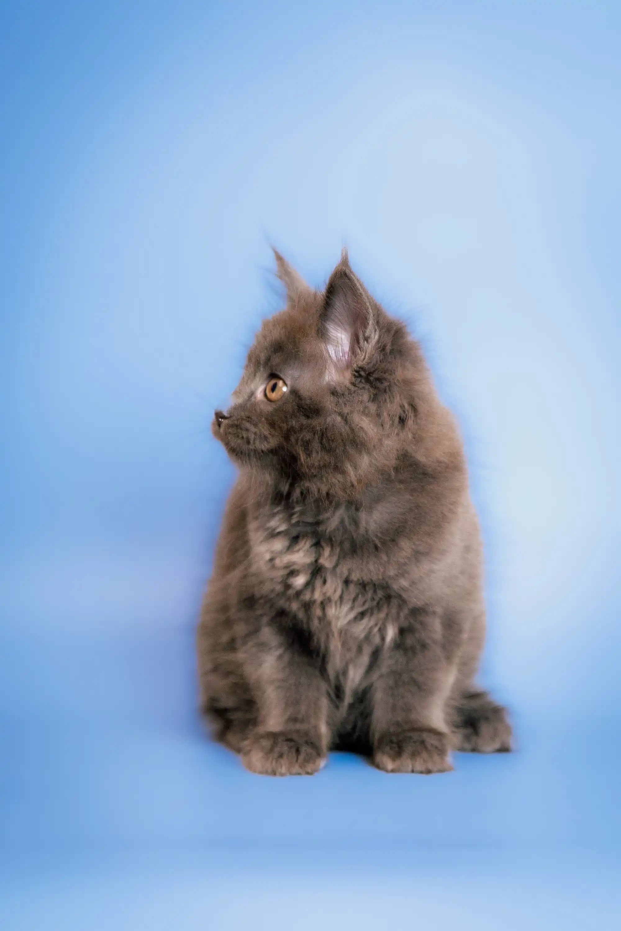 Maine Coon Kittens for Sale | Cats For Carry | Kitten