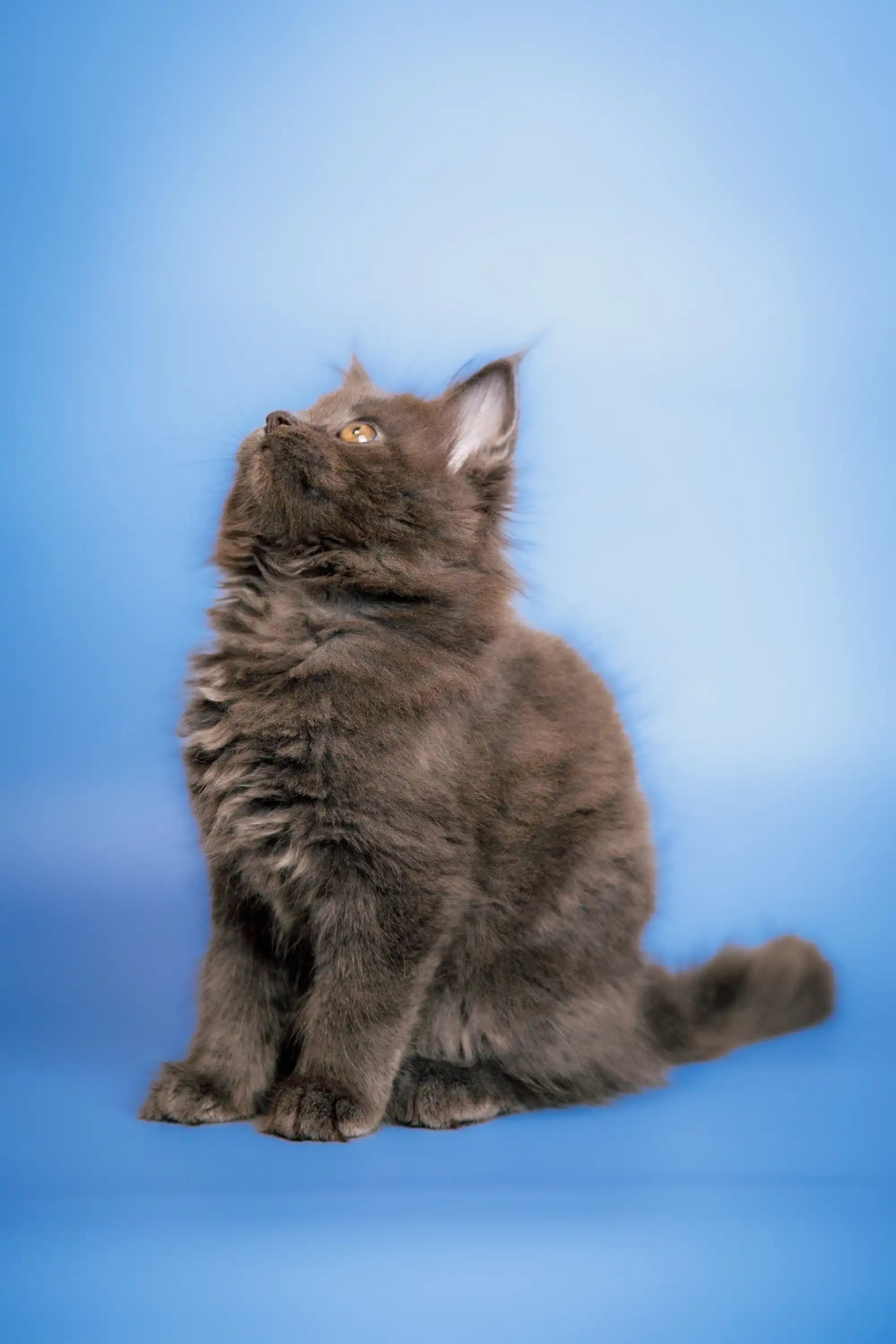Maine Coon Kittens for Sale | Cats For Carry | Kitten
