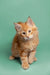 Fluffy orange Maine Coon kitten with alert eyes and perky ears ready for adoption