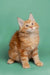 Fluffy orange Maine Coon kitten with wide eyes and perky ears, perfect for cuddles