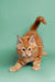 Orange tabby Maine Coon kitten stretching with its tail up, looking super cute