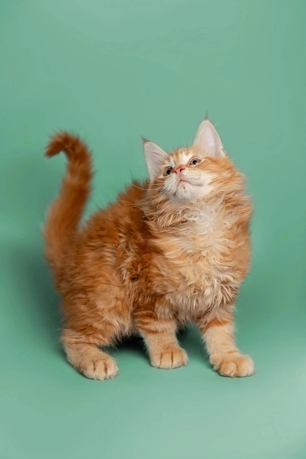 Fluffy orange Maine Coon kitten with a curled tail, perfect for cuddles and fun