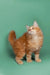 Fluffy orange Maine Coon kitten looking up with bright curiosity