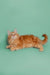 Fluffy orange Maine Coon kitten lying on side with curled tail, super cute pose