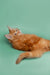 Fluffy orange Maine Coon kitten lying on its side with paws outstretched