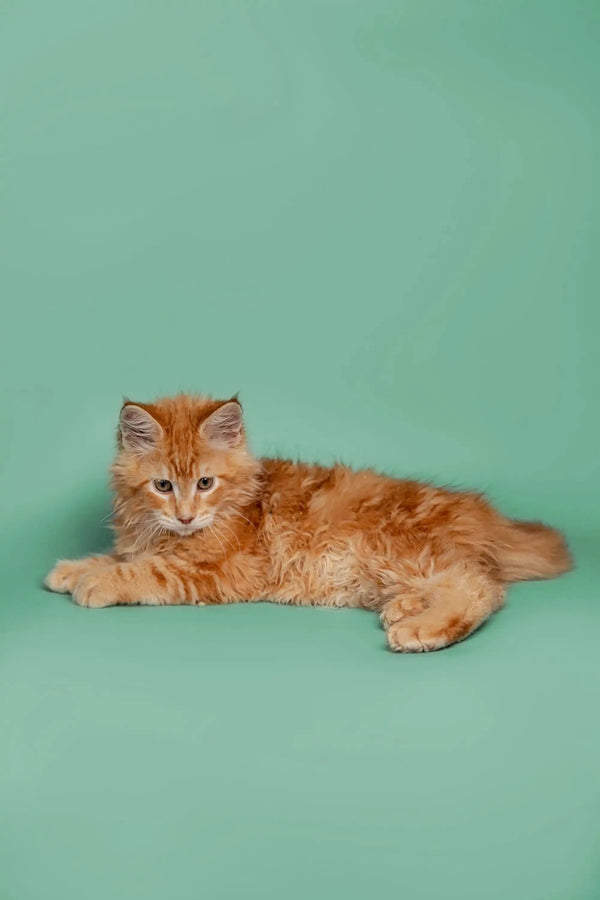 Orange tabby cat lounging next to Carter, a playful Maine Coon kitten
