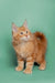 Fluffy orange Maine Coon kitten with alert ears and wide eyes, perfect for cuddles