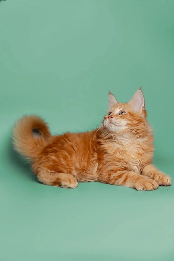 Fluffy orange Maine Coon kitten lounging in a relaxed pose, super adorable!