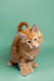 Adorable Maine Coon kitten with fluffy orange fur and curious expression