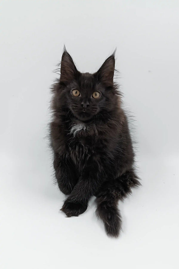 Cute Black Maine Coon kitten from Cartier, perfect for cat lovers everywhere