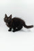 Cute Black Fluffy Kitten from Cartier Maine Coon Kitten collection