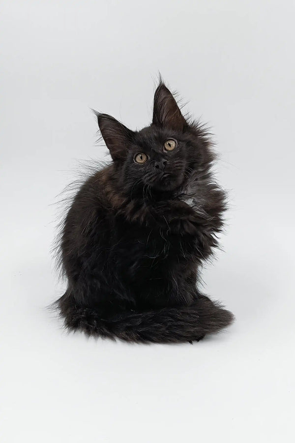 Fluffy black Maine Coon kitten named Cartier, perfect for cat lovers