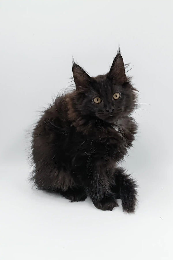 Fluffy black Maine Coon kitten featured in the Cartier Maine Coon Kitten collection