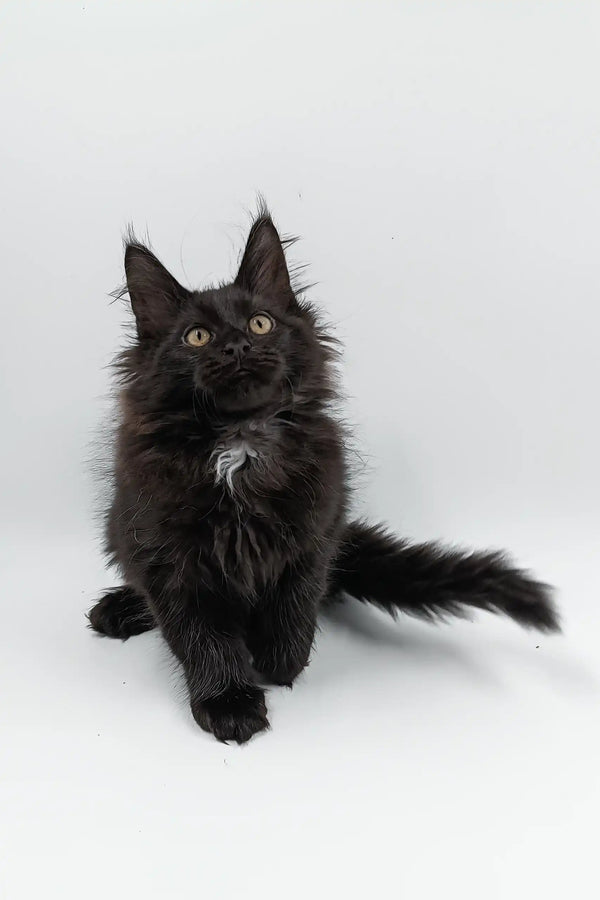 Fluffy black Maine Coon kitten with cute ear tufts featured in Cartier product