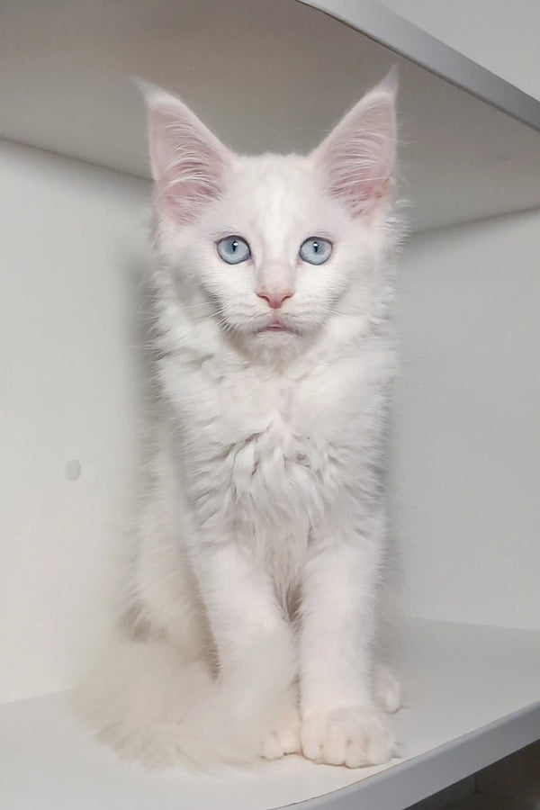 White Maine Coon kitten Casandra with striking blue eyes and pointed ears