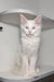 Adorable White Maine Coon Kitten Casandra with pale blue eyes sitting upright