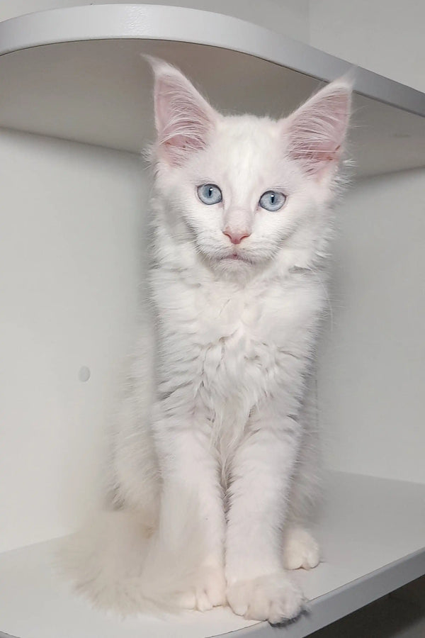 Adorable Casandra Maine Coon Kitten with fluffy fur and stunning pale blue eyes