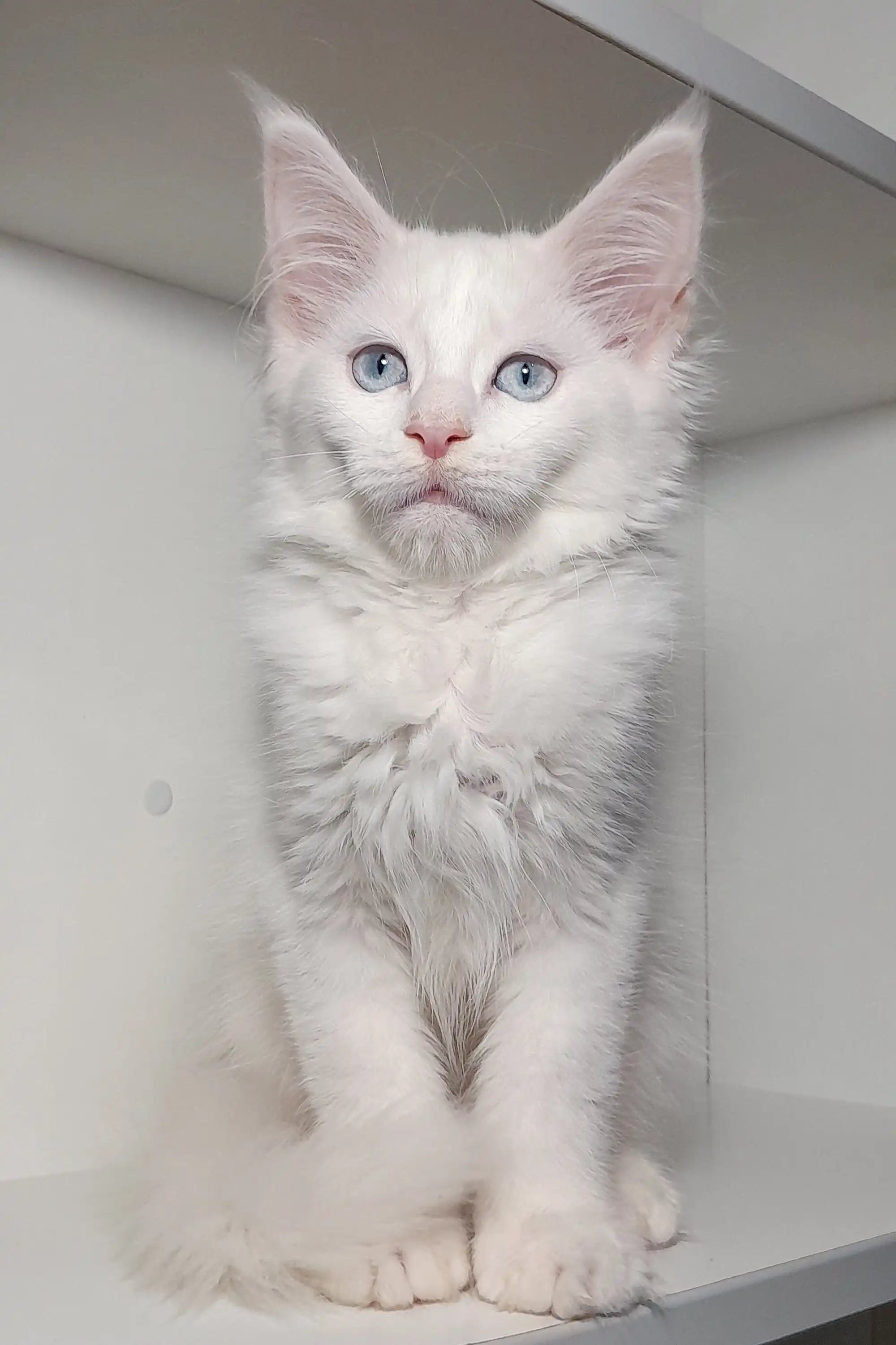 Maine Coon Kittens for Sale Casandra | Kitten
