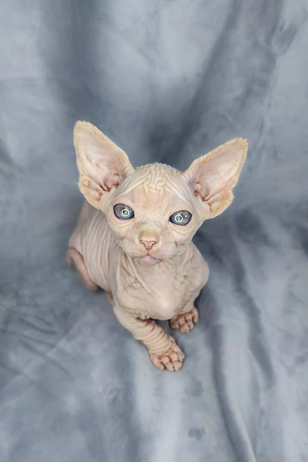 Adorable Bambino Kitten with large blue eyes and wrinkled skin, a hairless Sphynx