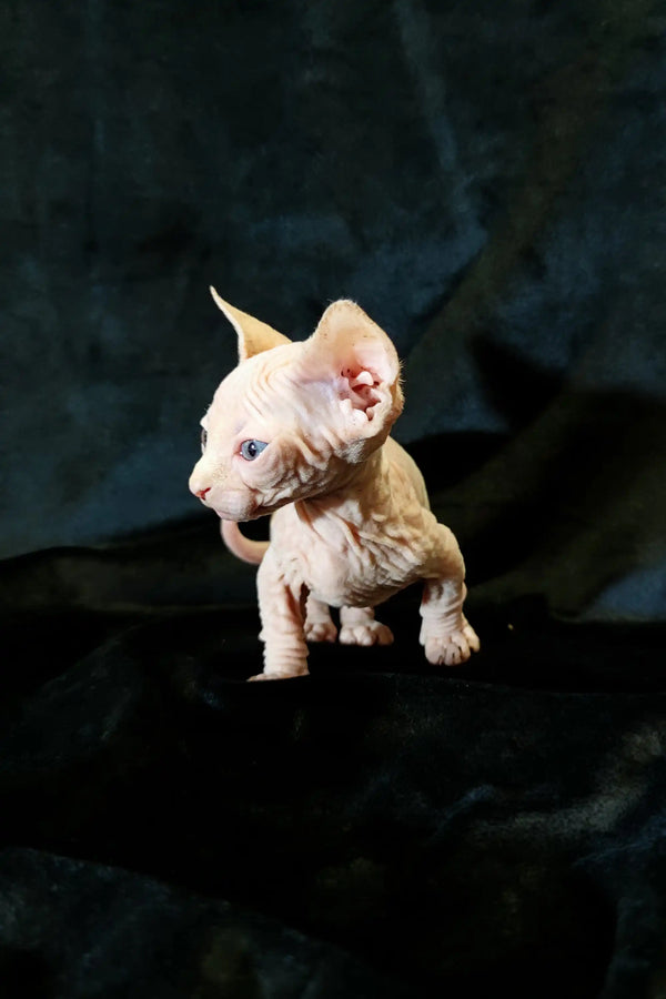 Cute Hairless Bambino Kitten with Wrinkled Pink Skin and Large Ears, Adorable Companion