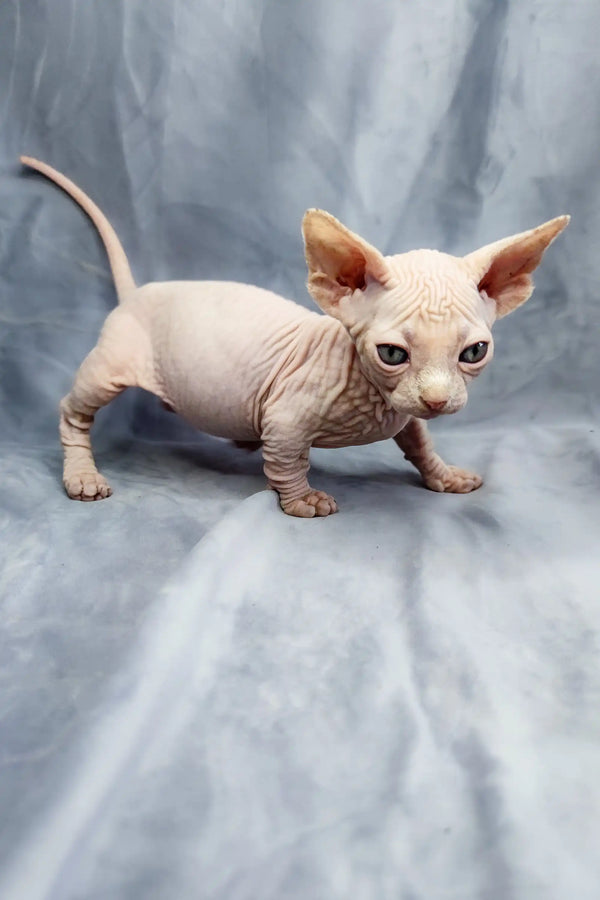 Adorable Bambino Kitten with wrinkled pink skin and large ears, a playful hairless Sphynx