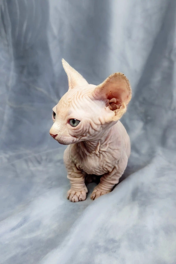 Adorable Bambino kitten with wrinkled pink skin and big ears ready for cuddles
