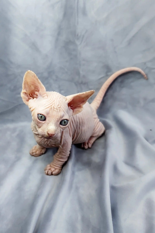 Adorable Bambino Kitten, a hairless Sphynx with wrinkled pink skin and big ears