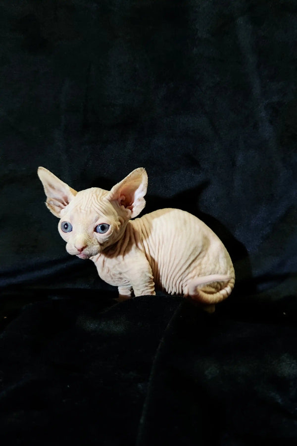 Adorable Bambino Kitten with wrinkled skin and big ears, named Cashew