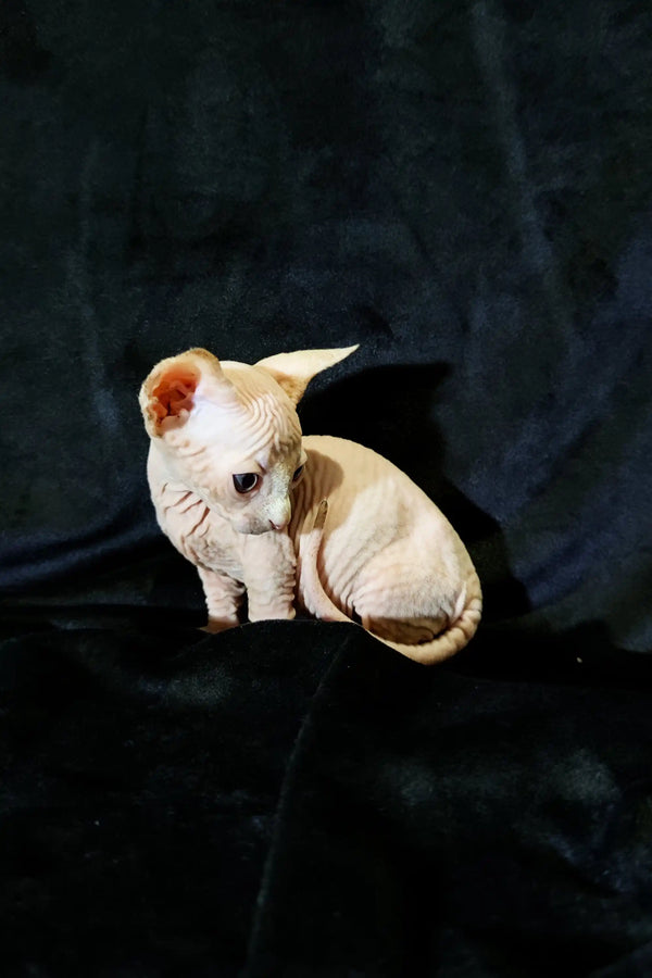Adorable Bambino Kitten curled up on a dark surface, showcasing its hairless elegance
