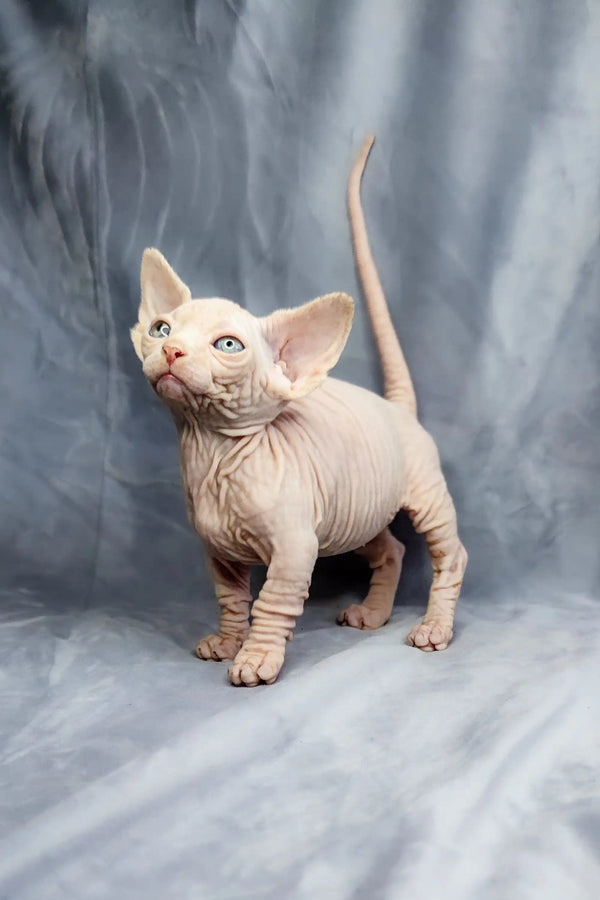 Adorable Bambino Kitten with wrinkled pink skin and large ears, cute hairless Sphynx