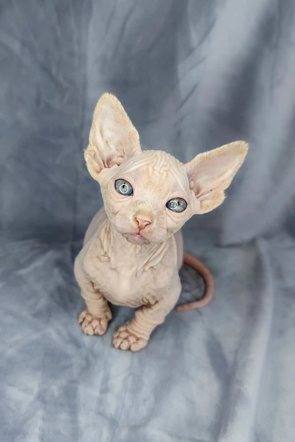 Adorable Bambino Kitten, a hairless Sphynx with big ears and stunning blue eyes