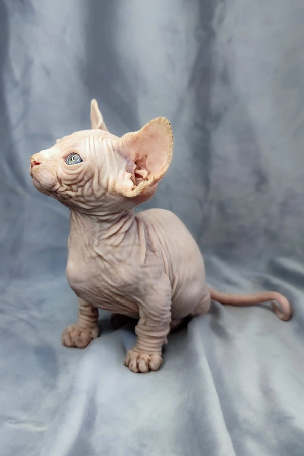 Adorable Bambino Kitten with wrinkled pink skin and oversized ears, ready for cuddles