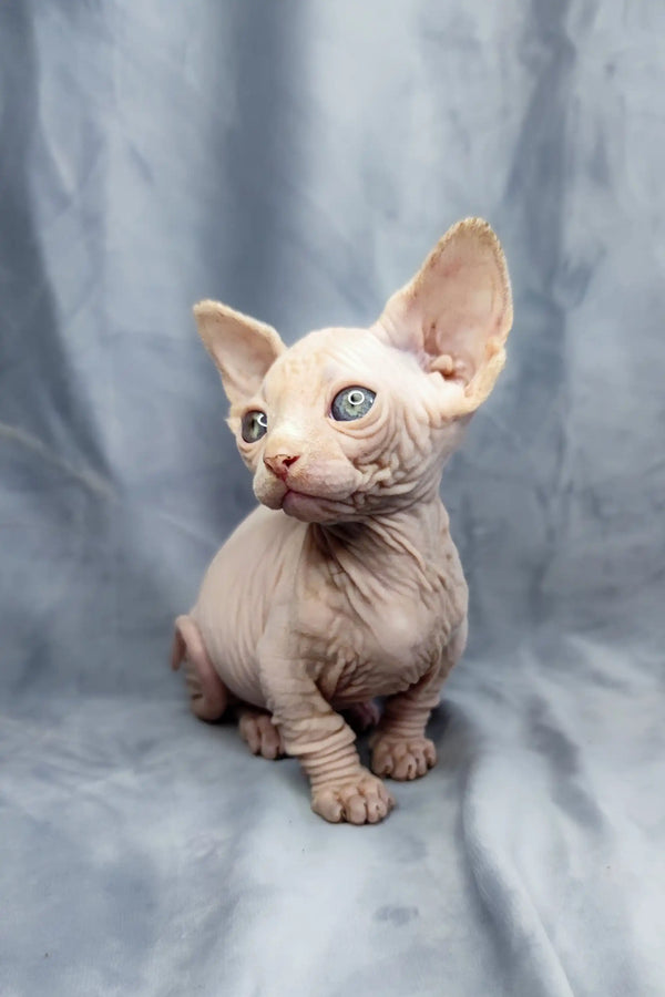 Adorable Bambino Kitten Cashew, a hairless Sphynx with big ears and blue eyes