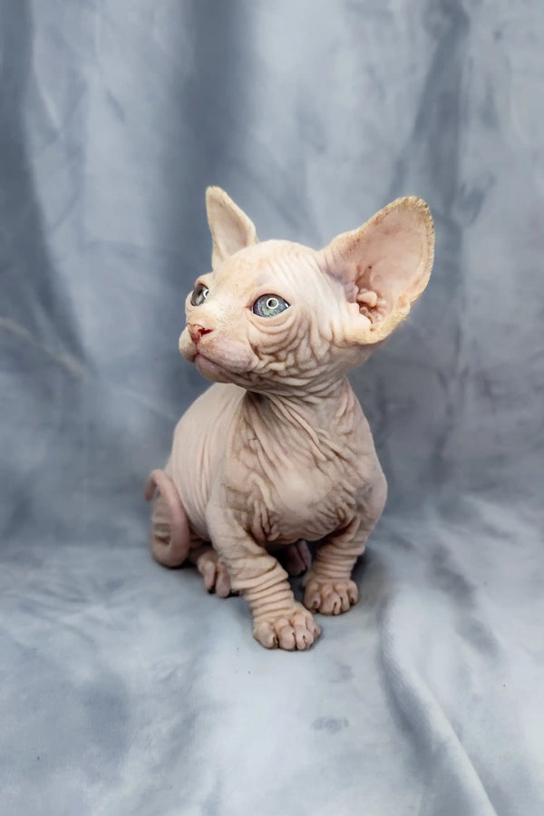 Adorable Bambino Kitten with wrinkled pink skin and big ears, perfect for cuddles