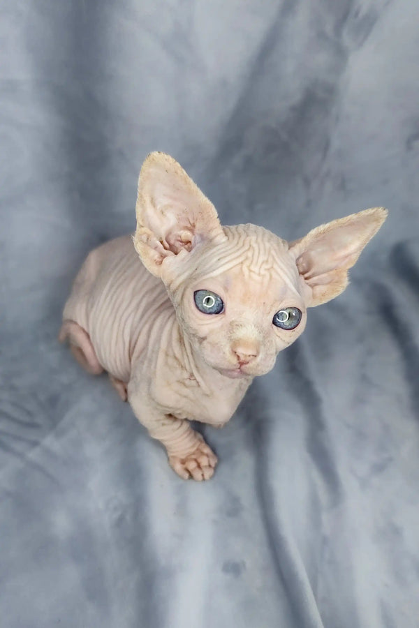 Adorable Bambino Kitten, a hairless Sphynx with big ears and stunning blue eyes