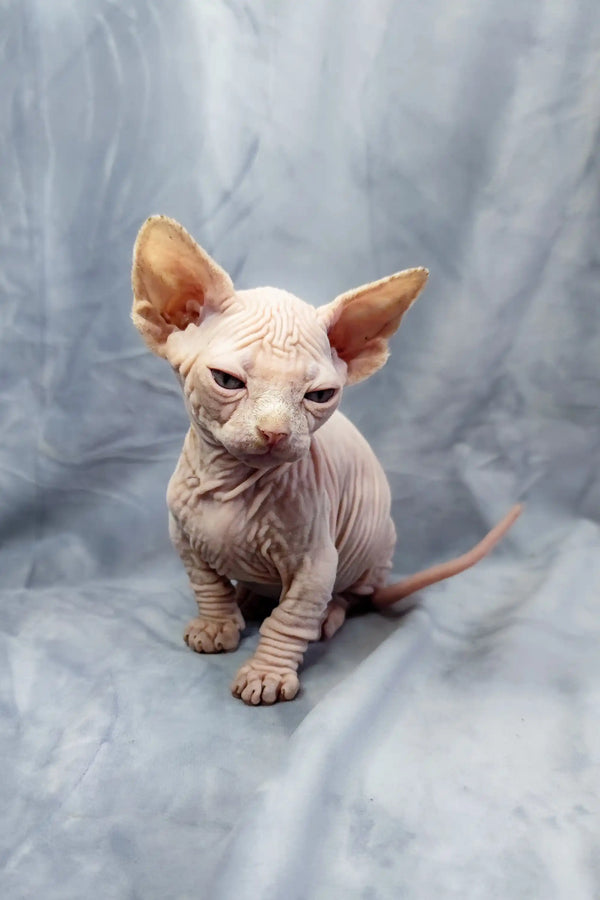 Adorable Bambino Kitten, a hairless Sphynx with wrinkled skin and big ears