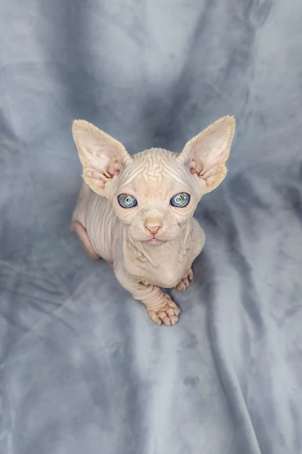 Adorable Bambino Kitten Cashew with big ears and bright blue eyes