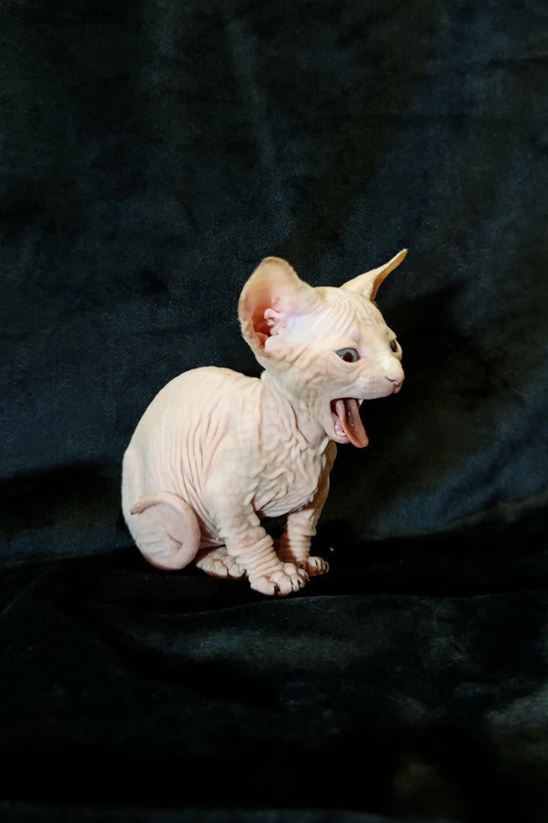 Adorable Bambino Kitten yawning, showcasing its unique hairless Sphynx charm