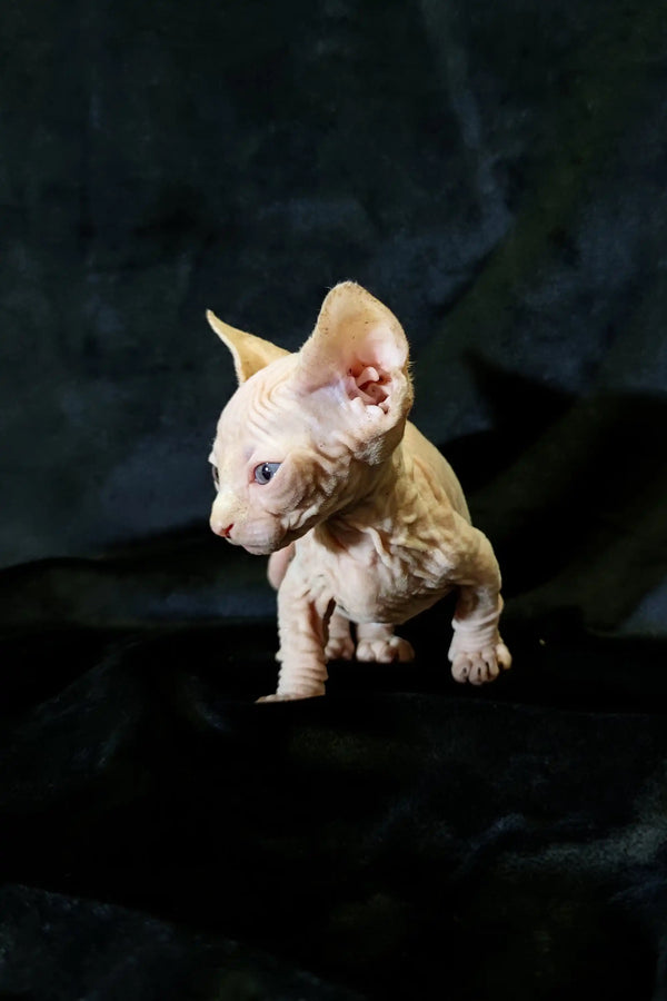 Adorable Bambino Kitten with wrinkled skin and large ears, perfect for cuddles