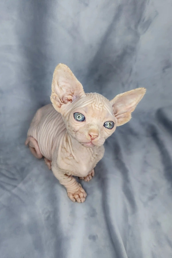 Adorable Bambino Kitten Cashew with big ears and blue eyes, hairless Sphynx cutie