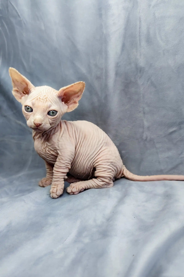 Adorable Bambino Kitten, a hairless Sphynx with big ears and cute wrinkles