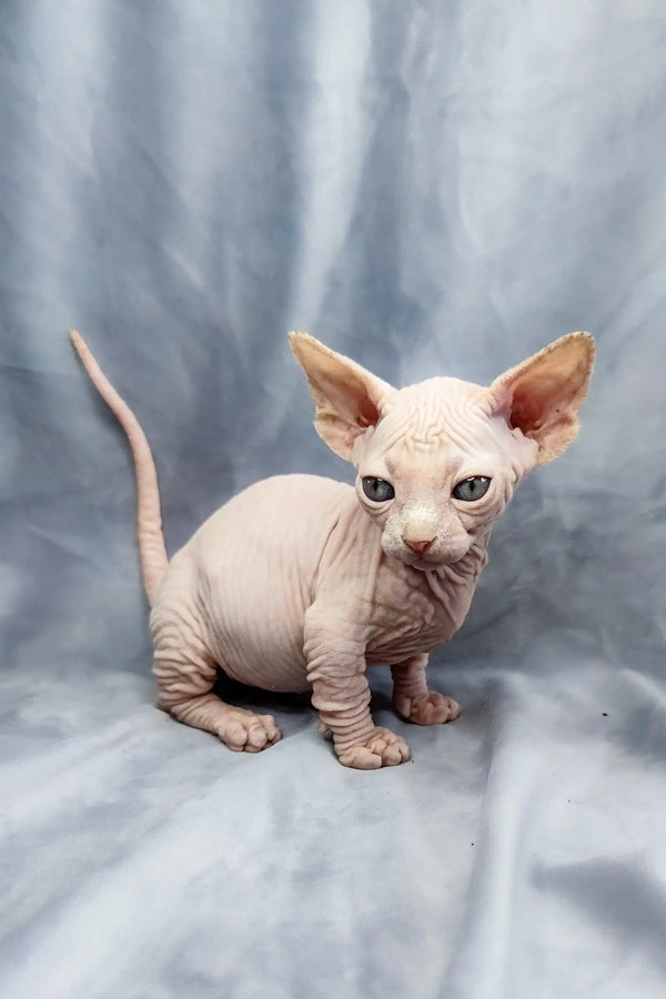 Adorable Bambino Kitten with wrinkled skin and big ears, a playful hairless Sphynx